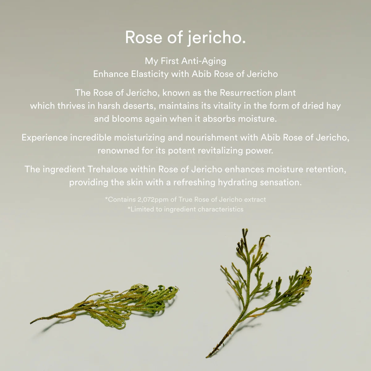 ABIB Jericho Rose Bifida Serum Firming Drop (50ml)