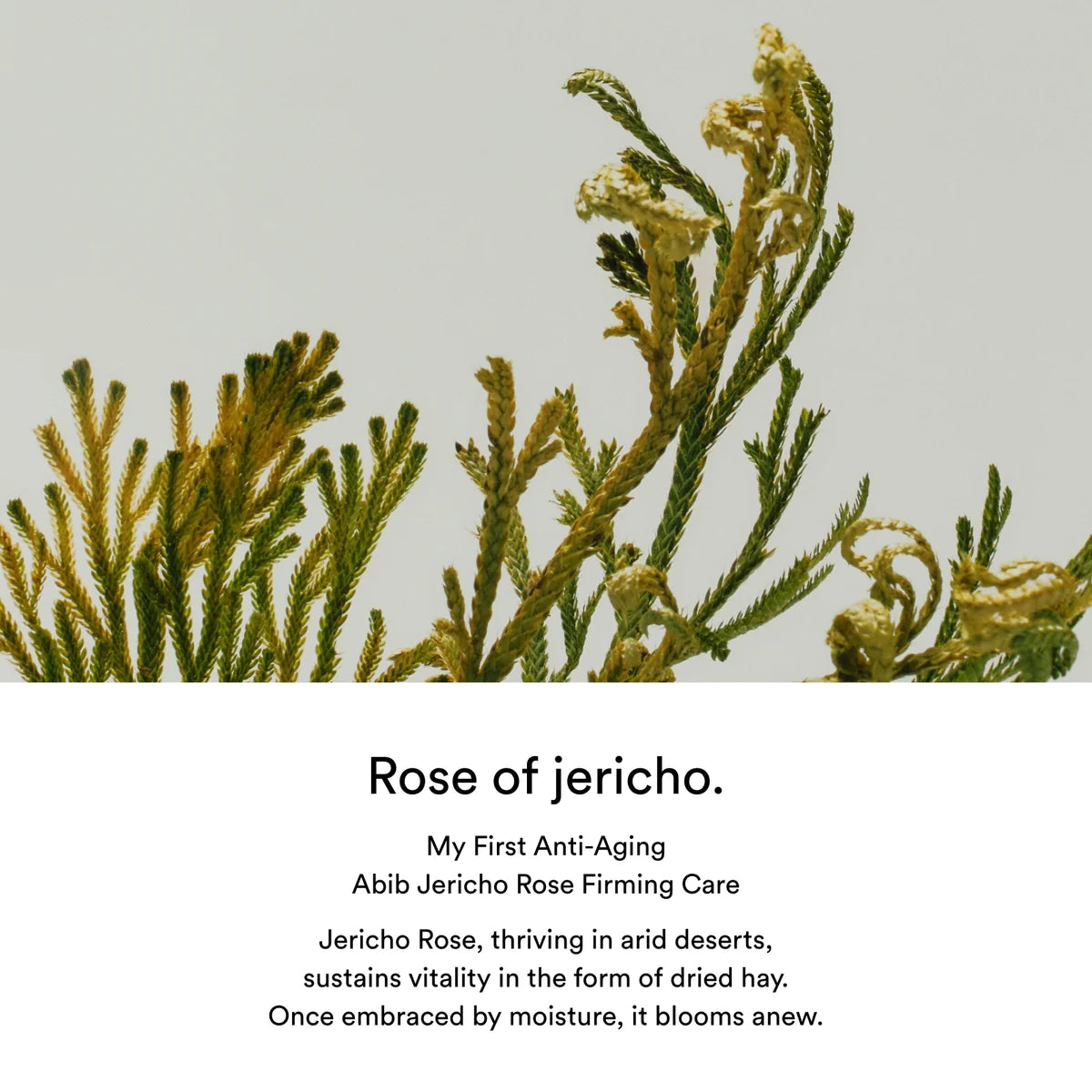 Rose of Jericho plant with text about anti-aging care product on a light gray background