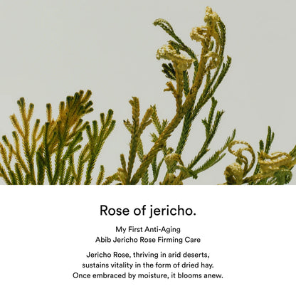 Rose of Jericho plant with text about anti-aging care product on a light gray background