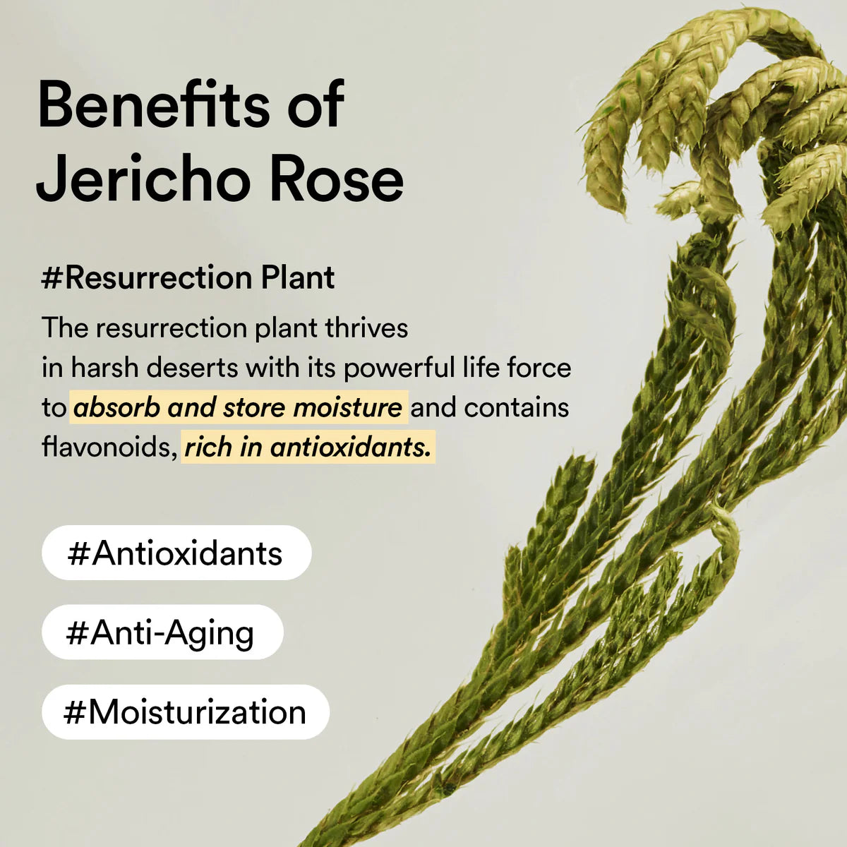 Illustration of a resurrection plant with text about its benefits on a light gray background
