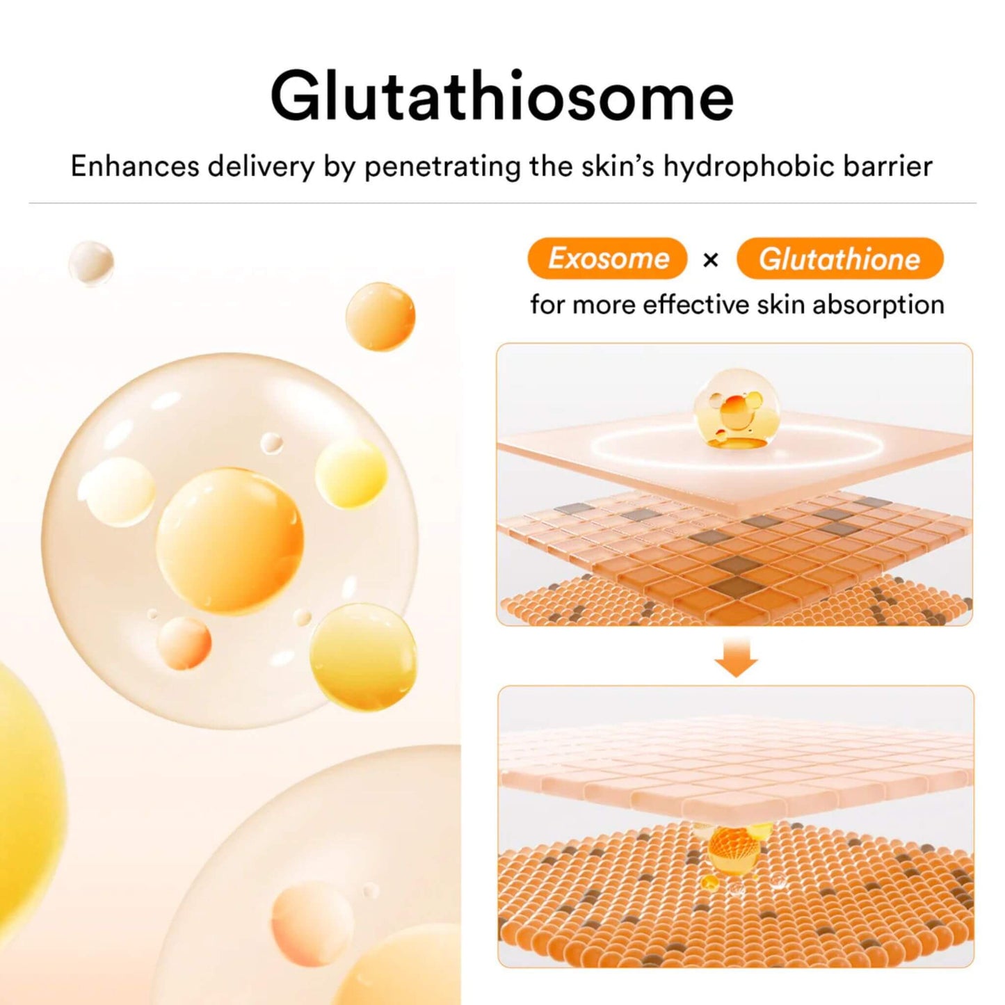 Illustration of Glutathiosome with exosome and glutathione for skin absorption enhancement.