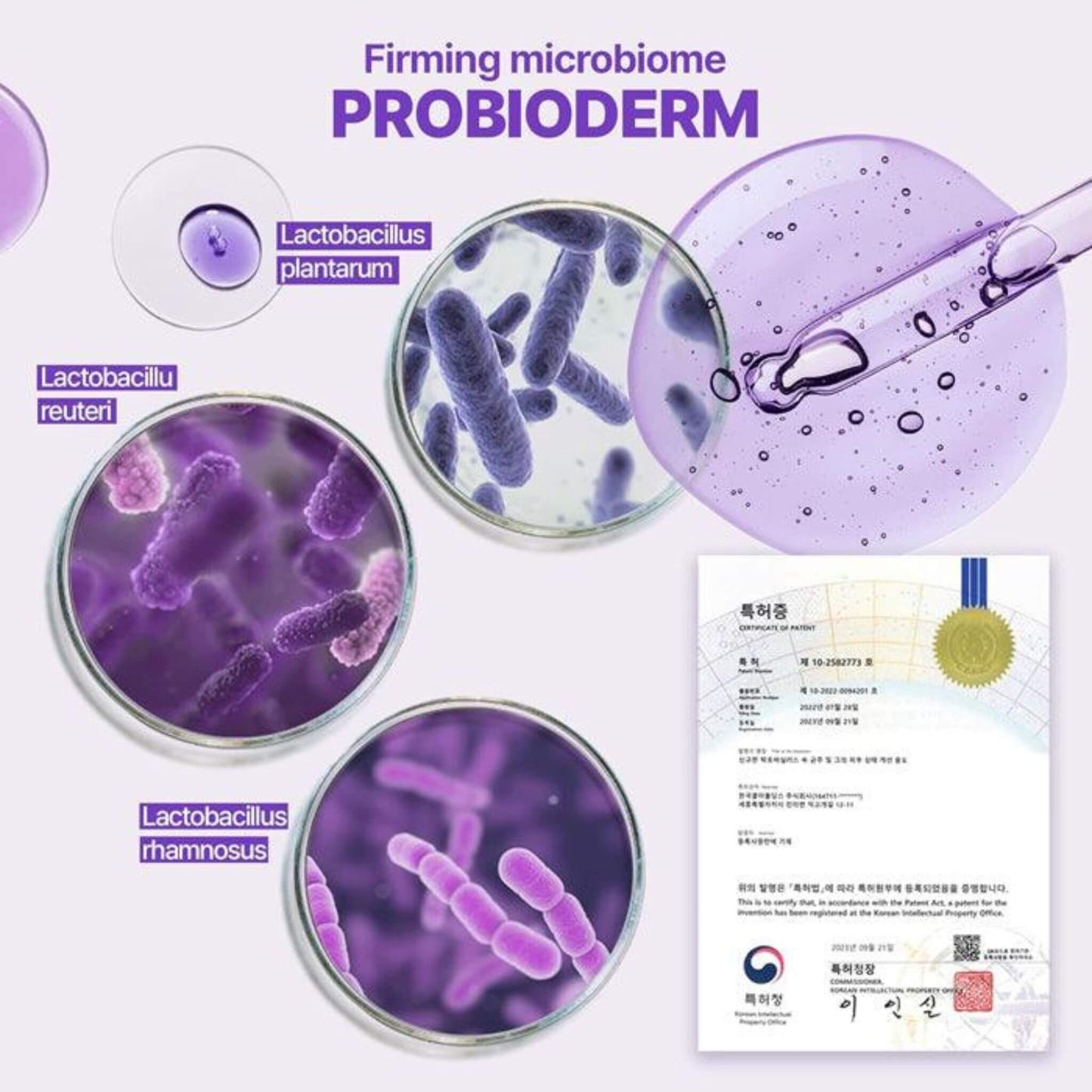 Probiotic product with Lactobacillus bacteria in petri dishes and a certificate on a white background.