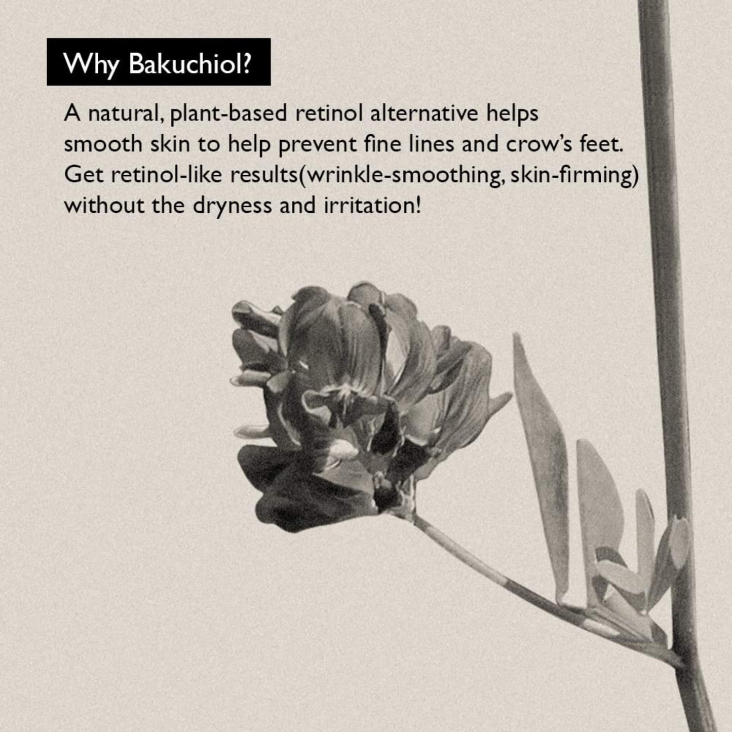 Black and white image of a plant with text about Bakuchiol as a natural retinol alternative.